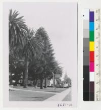 Araucaria bidwillii and Phoenix canariensis on lawn. Santa Maria. Metcalf. October 1952