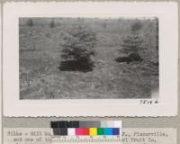 Two of the best Abies magnifica trees in the Earl Fruit Company abandoned plantation near Placerville. Trees about 10 years old. May 1950. Metcalf