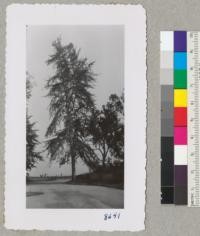 A good tree with upright form of Ginkgo biloba at Santa Anita Rancho near stables. May 1952. Metcalf