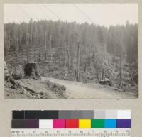Selective logging iln the Redwoods. The most successful attempt to date of leaving trees within a slackline setting and after a burn. Hobbs, Wall and Company. August 17, 1935. E. F