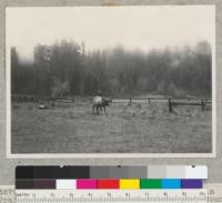 Bull Roosevelt Elk from a wild herd in Prairie Creek State Redwood Park, Humboldt County, California. Elk has come out of forest to feed near custodian's house. Redwood Highway is behind the rail fence. See also #6677-8. 1-4-40, E.F