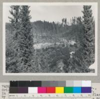 Redwood Region. Holmes Eureka Lumber Company, Grizzly Creek operations. - off Van Duzen River. In foreground sprouts from 1939-41 logging, flanked by fire column. Across canyon 1948 logging - more trees left - and, in background, virgin timber. 9/3/48 E.F