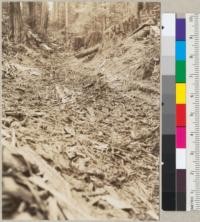 Ground-up bark and other debris in a tractor road. D & C [Dolbeer and Carson] Lumber Company. June 1935. E.F