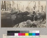 Redwood Utilization Project. Tree #86, log #4. E. Fritz, September 1929