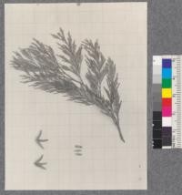 Libocedrus decurrens - Incense Cedar - Davis - Drew 1920