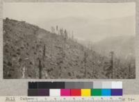 Cut-over land of Pacific Lumber Company, looking toward Eel River. Camp Coolen on hill to left at top of Bridge Creek incline. The trees left standing indicate the line limiting the up-hill and down-hill yarding. Trees within these limits are destroyed in the yarding operations. Note sprouts. Cut one season