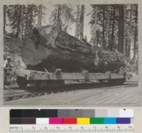 Redwood Region. Pacific Lumber Company logs from landing No. 6 at top of incline. Logs are 82" and 68" in diameter and 19' long. Scale--8600 feet, Spaulding. 5-5-39. E. F