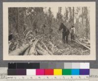 Logging Blue Gum Windfalls. Over tract, Escondido, California, February 1917. A $50,000 mill was erected by Landreth Hardwood Company to cut this material