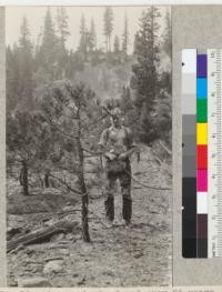 A hydraulic mine wash abandoned over 25 years, near Camp Califorest, showing some of the yellow pine reproduction on the loose and stony soil of the alluvial fan. See also #4002 and 4003. 1926