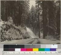 Redwood snow scene. Redwood Highway through Prairie Creek Park. 1/29/37. E.F