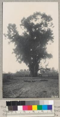 The Trubody gum eucalyptus tree on the Trubody Ranch near Yountville, Napa County. Is 101 inches diameter at breast height x 136 ft. tall and Mr. Trubody says about 60 years ols. (1938.) Metcalf