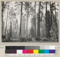 Selective logging by Hammond & Little River Redwood Company just east of Carlotta along Cummings Creek. Looking west, showing trees left after 165 thousand per acre were removed. See also #5084-9. April 1935. E.F