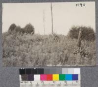 Typical three year old redwood second growth. Union Lumber Company, Fort Bragg, California. Note dense growth of herbaceous matter