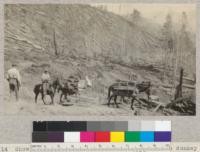 Showing use of mules for packing cord wood to donkey engines. The wood was carried about 300 yards from approximately where the man is shown in the background. July 1925, E.F