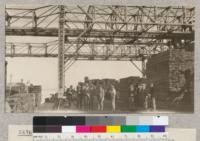 5.214 Coos Bay Lumber Company, Bay Point, California. Forestry class on a field trip. Showing the two gantry dock cranes for unloading vessels coming from the sawmills and for loading barges for bay delivery. Partly loaded barge shown alongside. E. Fritz. Oct., 1923