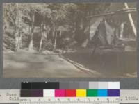 Goes with #942, 944, 945. Califorest Camp '20. Merriam's tent. August, 1920. E.F