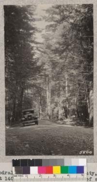 Cathedral pines in Litchfield County, Connecticut, about 140 years old in ownership of same family. October 1932. Metcalf