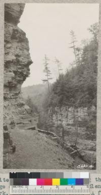 White Pines (P. strobus) along the edge of the gorge in Enfield Glen State Park, near Ithaca, New York. A fine stand of Red Pine is near this point - its most southerly distribution. 1932. Metcalf