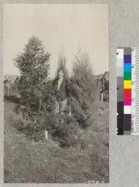 Maurice Thede and part of Section Y. planting site near Hilgard Hall, December, 1925. Redwood grown from cuttings, Japanese black pine, Eucalyptus and two Arizona cypress