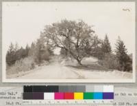 "Old Val." Quercus chrysolepis, canyon live oak, or Valparaiso Oak on the Skyline extension south of Saratoga Gap road and near Black Road. 14.5 ft. circumference at 6 ft., 75 ft. tall, crown spread 110 ft. and 85 ft., 1939. "Saved" by the Highway Division with cultivation, 3-in. covering of manure and 1.5 inches of forest litter and top soil and 200 gal. water each week. E. S. Whitaker. [Other side of photo reads:] "When I 'found' it in 1936 the forces constructing this section had borrowed all the top soil and had built a stone wall around the trunk. The tree was practically dead. I had the ground surface broken open with picks, but not spaded, then imported a 3-in. covering of manure, covered that with 1.5 in. forest litter and top soil, watered the whole once each week, 200 gallons and sat back and prayed. That was in 1936. This summer Old Val, the natives call it a Valparaiso oak, showed a return to life, and our work was evidently timely. In removing dead wood, we took a 22-ft. long dead top out. The tree now is about 75 ft. high, spreads 110 ft. and 85 ft., is 14.5 ft. in circumference at 5 ft., but swells below and above that to much larger measurements. A strong tree, evidently quite old. I got an estimated 350-odd years with an increment borer, but hit two rotten spots. The view over Santa Clara Valley is worth the trip, but the tree betters anything of its species I've seen including those in Hoopa Valley."