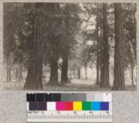 View of redwood plantation at Chico. Bruce 1923