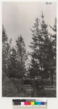 Monterey pines rt. and Torrey pines lft. La Purisima plantation near Lompoc. With George Northman. Trees about 15 yrs. from planting. Monterey pines average about 44 ft. tall. Torrey pines about 36 ft. tall. Coulter pines to N of this are 9 ft. tall - a later planting. April 1952. Metcalf