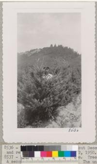 Treehaven. Douglas fir cut December 1949 for Christmas. Lower branches turned up and ready for pruning. August 2, 1950. Should have been pruned a year ago. Metcalf