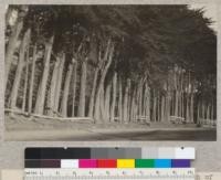 Monterey cypress, fence row. South of Eureka on Redwood Highway. July 1928, E.F