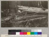 Redwood Utilization Study. Breakage. The first break on tree #959. E. F. August, 1928