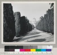 Avenue of Yew in State Capitol Park, Sacramento, California. Capitol Building in background. 2-24-45, E.F