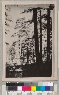 Forest of Cedrus Atlantica. Mature trees about 40 ft. tall