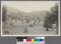 Cut over redwood land near Guerneville, California. 1915