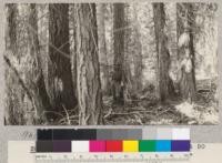 White Fir. North Fork American #3. Site 70' at 50 years. Volume 89,500 board measure per acre. Age, 76 years. Schumacher, 1925