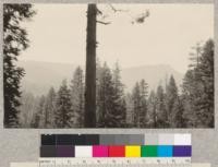 Spanish Peak from section 27. Camp Califorest photos. 1923