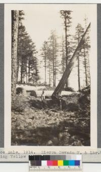 Tahoe Sale, 1914. Sierra Nevada Wood & Lumber Company. Falling Yellow pine