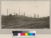 The evening fog drifting into the Mad River Valley above Korbel with picturesque snags on old logged-off land now used for grazing. This is just at the upper limit of the redwood region. 1925