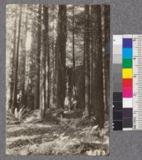 Secondgrowth Redwood Yield Study. Lower Gualala - plot #2. A 44 year old stand of redwood - 94 M.B.M. per acre. D. Bruce - Oct. 1922