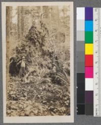 E. 25. Douglas fir root system. Tree near University Tract. Cotter and Pratt at base of uprooted tree. Along the road above Ryans Slough. All of the best timber in this area was logged off to the slough in the early days and driven out to the bay at Eureka