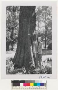 Sequoia Gigantea on Capitol Grounds, Salem, Oregon, with Chas. Ross, Extension Forester of Oregon. A good sized Thujopsis Dolabrata nearby. Metcalf. Oct. 1952