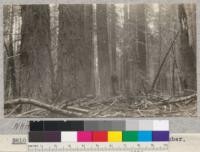 White Fir. Unidentified Butte Creek Plot. Schumacher, 1925