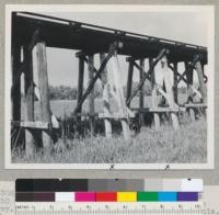 Chemonited Douglas fir piling. Bents #50 and 51 from the east, Sacramento Northern Railway about 4 miles east of Woodland, California. The outside dark-colored bents are creosoted piling. 8 piles, treated at Tacoma; driven 1937. 12" at ground line. Sound in 1945. 5-18-45. E.F