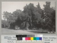 Cork oak #4. McGill Ranch, Napa County. Stripped easily and bark was 2.7" thick at diameter at breast height. Some small seedling trees among poison oak at right. 1940. Metcalf