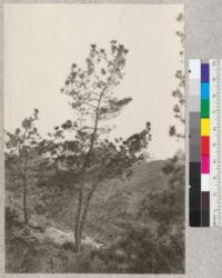 Torrey Pines (Pinus torreyana) near Del Mar, San Diego County. March, 1925. A. Hall