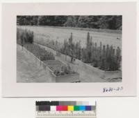 Small amount of potted transplant stock of Monterey pine and miscellaneous trees, Parlin Fork Nursery, Mendocino County. M.W. Costa works here