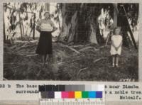 The base of the McCubbin Manna Gum near Dinuba, surrounded by a wire fence. It is a noble tree. Metcalf