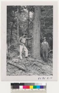 Douglas fir 60-65 years old on the Spada place, Snohomish County, Washington with Lunnum and Mr. Spada. Tree is 28"-30" diameter. Metcalf. September, 1952