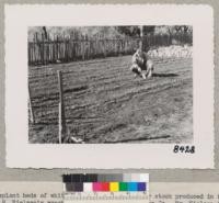 Transplant beds of white fir and Douglas fir for stock produced in farmers own seedbed. H. Nielsen's ranch, Empire Grade, Santa Cruz County. Mr. Nielsen in picture. March 1950. Grah