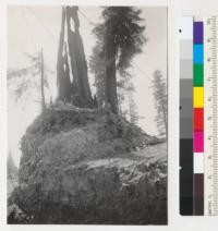 Redwood root system. A mound around a large stump left by bulldozer in making roadway and landing. Roots are nearly all in upper 3 ft. Elk River Mill and Lumber Company operation (William Hess contractor). 7-22-41. E.F