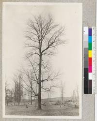 Fraxinus americana. Cut-over land pastured. Western Pennsylvania