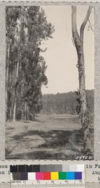 Trees at edge of 1910 planting in Forestry Corporation Grove, San Benito County. August 1932. Metcalf